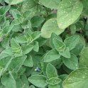 Origanum vulgare feuille